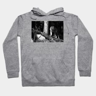 Year of the tiger 2022/6 /  Swiss Artwork Photography Hoodie